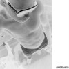 amaral image 2