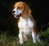 Album photo de beagle