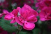 Photographe59300 image 6