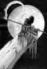 skap31 image 19
